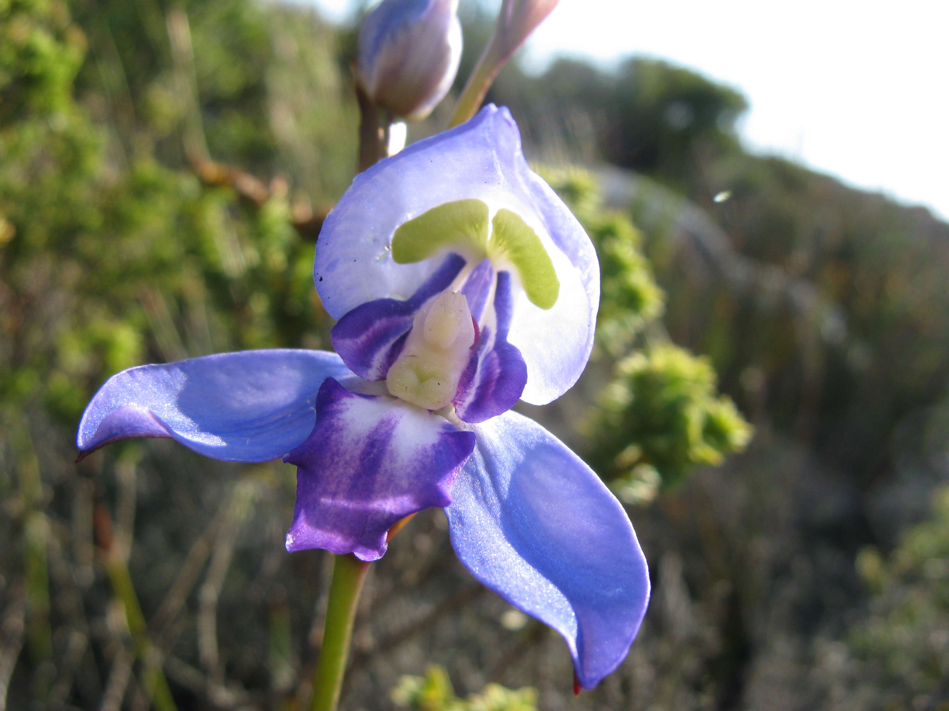 Imagem de Disa graminifolia Ker Gawl. ex Spreng.