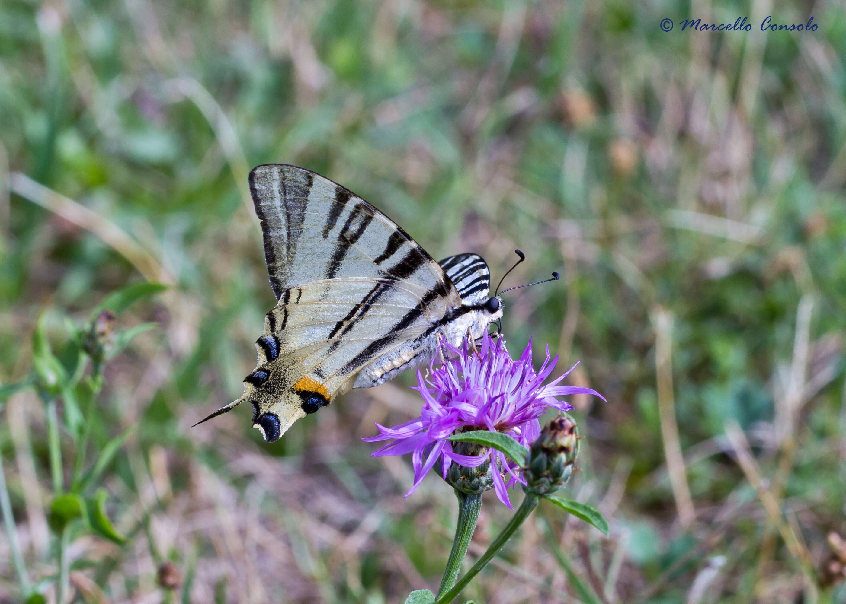 Image of Iphiclides