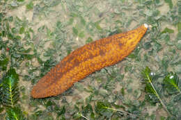 Image of Holothuria subgen. Theelothuria Deichmann 1958