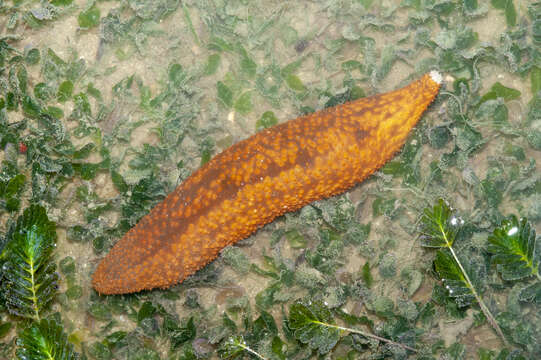 Image of Holothuria (Theelothuria) notabilis Ludwig 1875