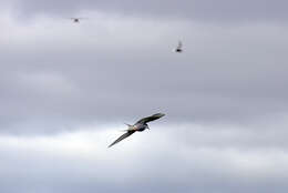 Image of Arctic Tern