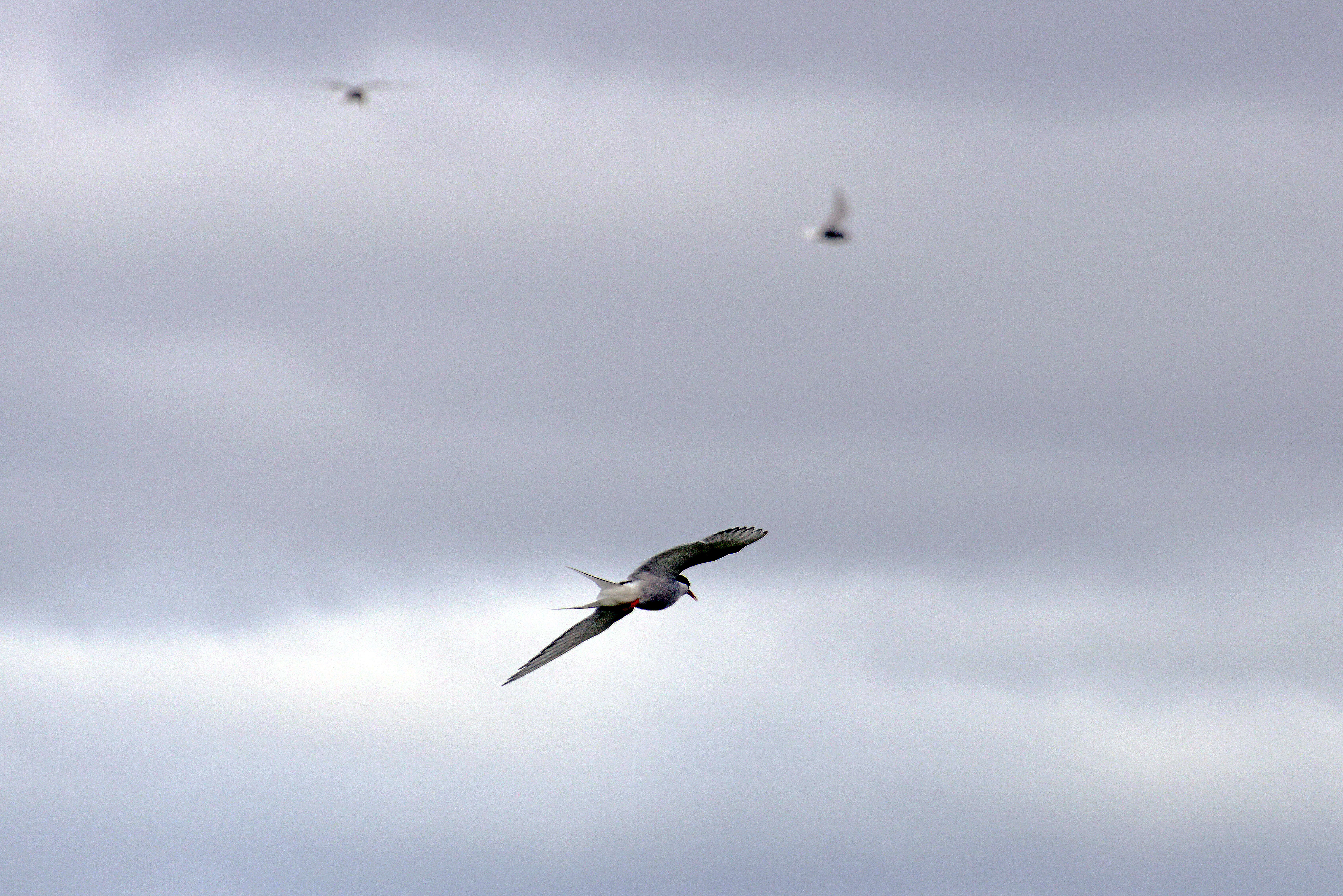 Image of Arctic Tern