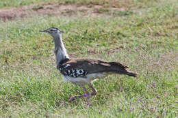 Image of Kori Bustard