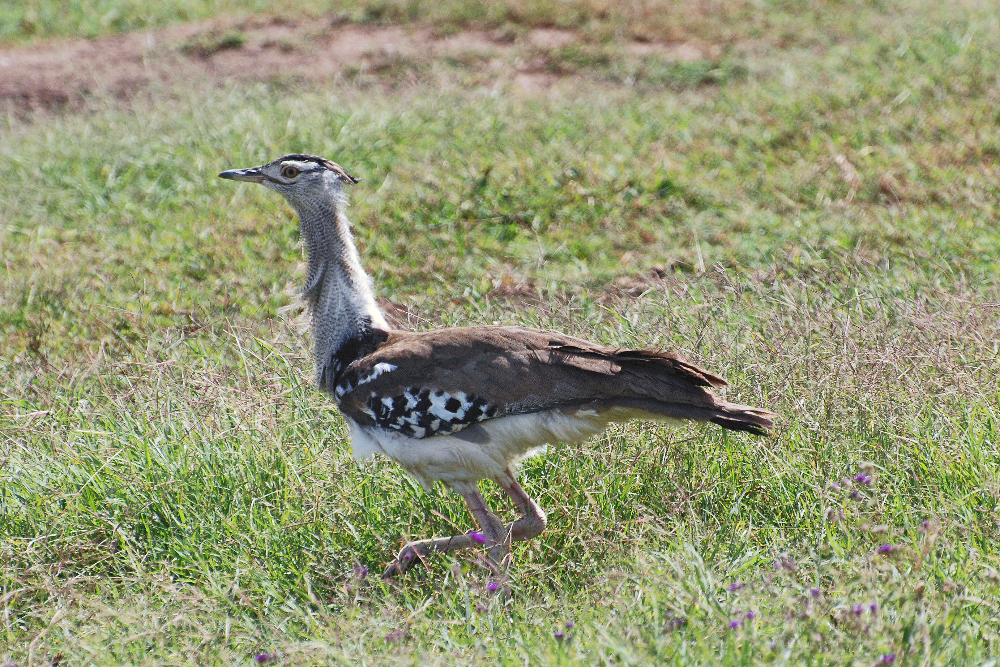 Image of Great Indian bustard