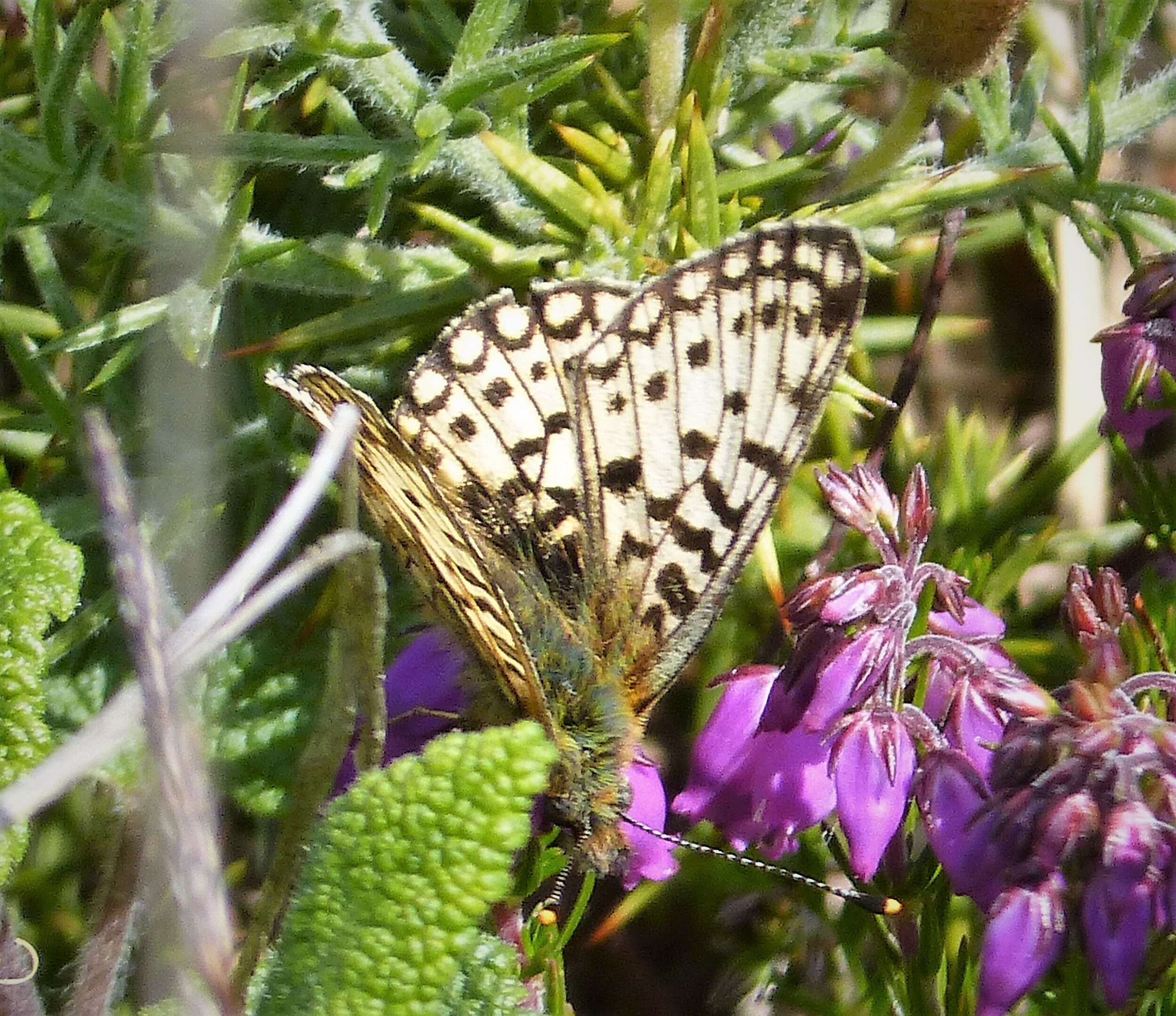 Image of Lesser Fritillaries