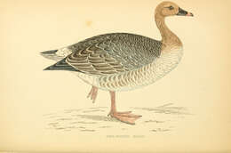 Imagem de Anser brachyrhynchus Baillon 1834