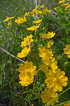 Image of Potentilla aurea L.