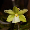 Imagem de Dendrobium derryi Ridl.