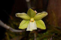 Imagem de Dendrobium derryi Ridl.