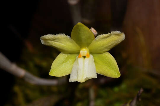 Imagem de Dendrobium derryi Ridl.