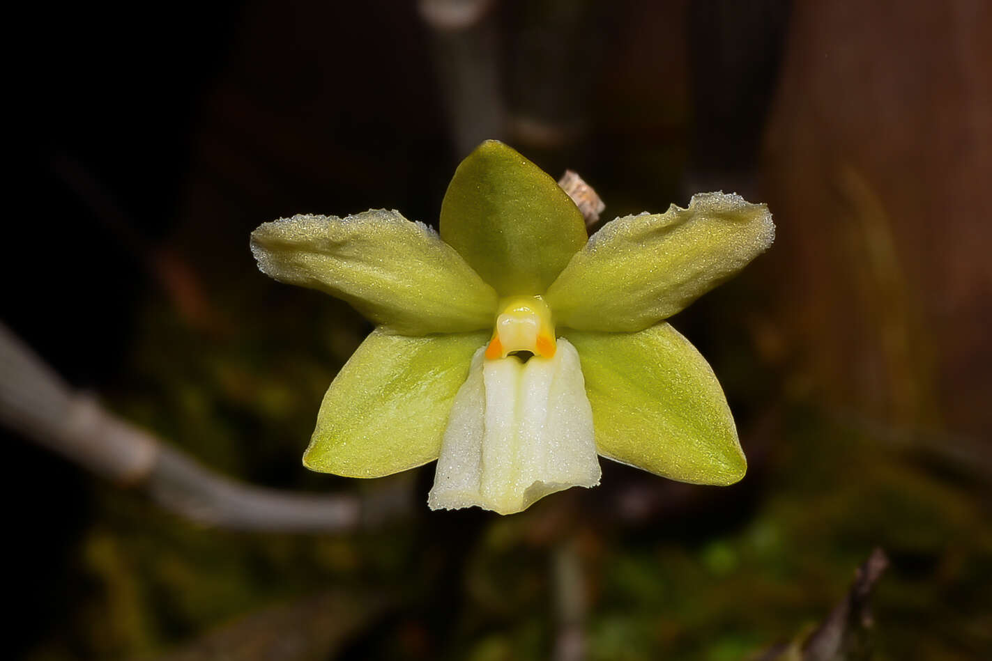 Imagem de Dendrobium derryi Ridl.