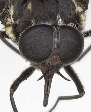 Image of Scaptia guttata (Donovan 1805)