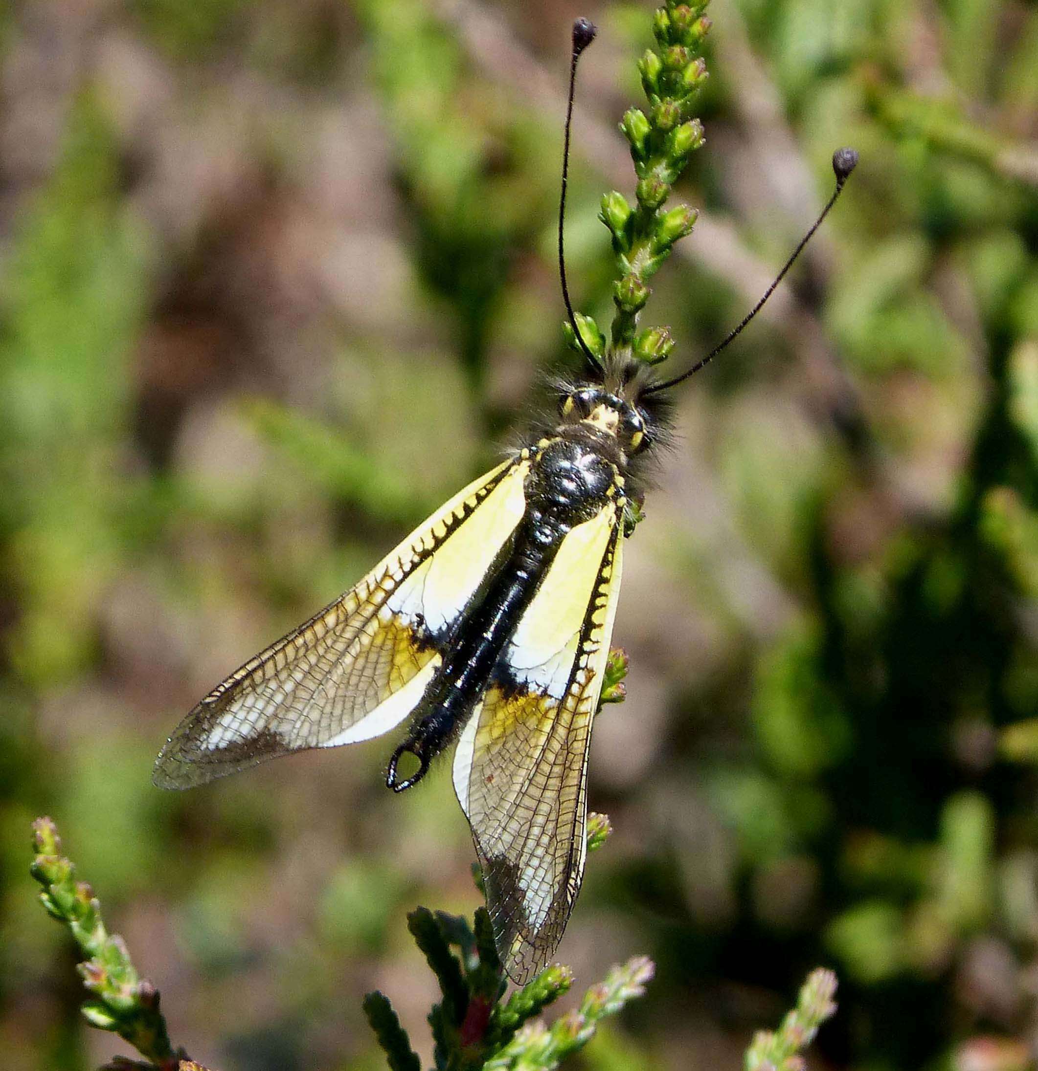 Image of Libelloides baeticus (Rambur 1838)