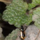 Image of Bembidion (Peryphus) femoratum Sturm 1825