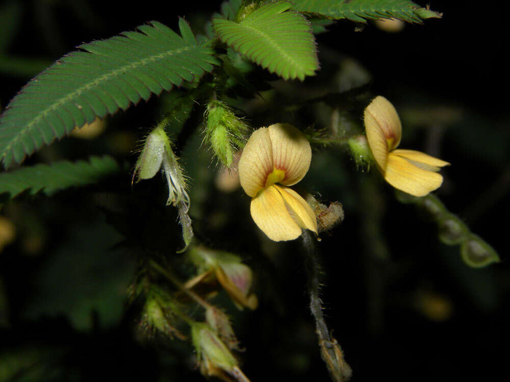 Image of Aeschynomene ciliata Vogel