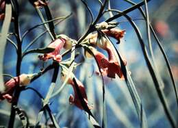 Image of Eremophila longifolia (R. Br.) F. Muell.