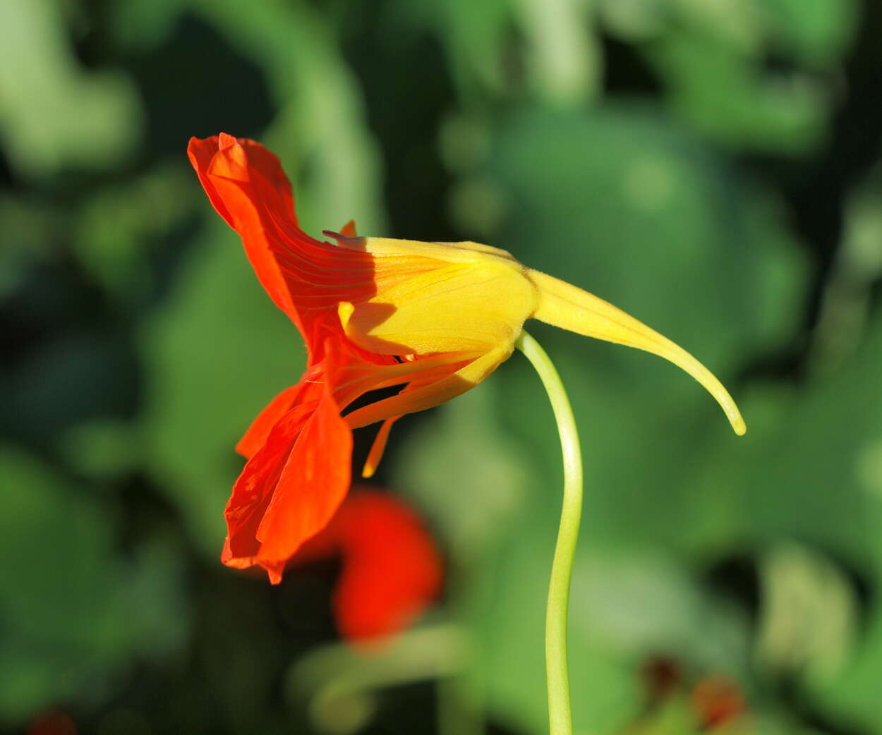 Image of nasturtium