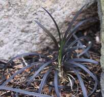 Image of Ophiopogon planiscapus Nakai