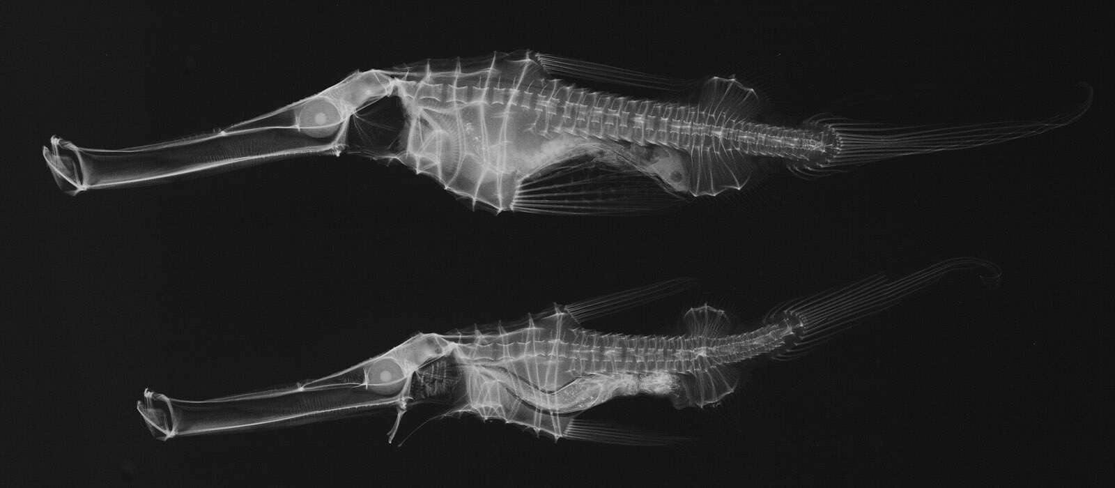 Image of Ghost pipefish