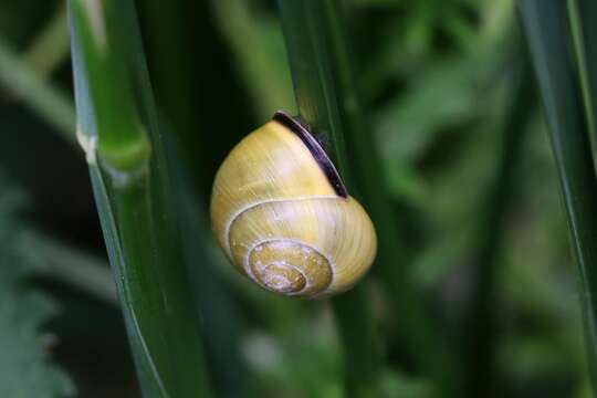 Image of Brown Lipped Snail