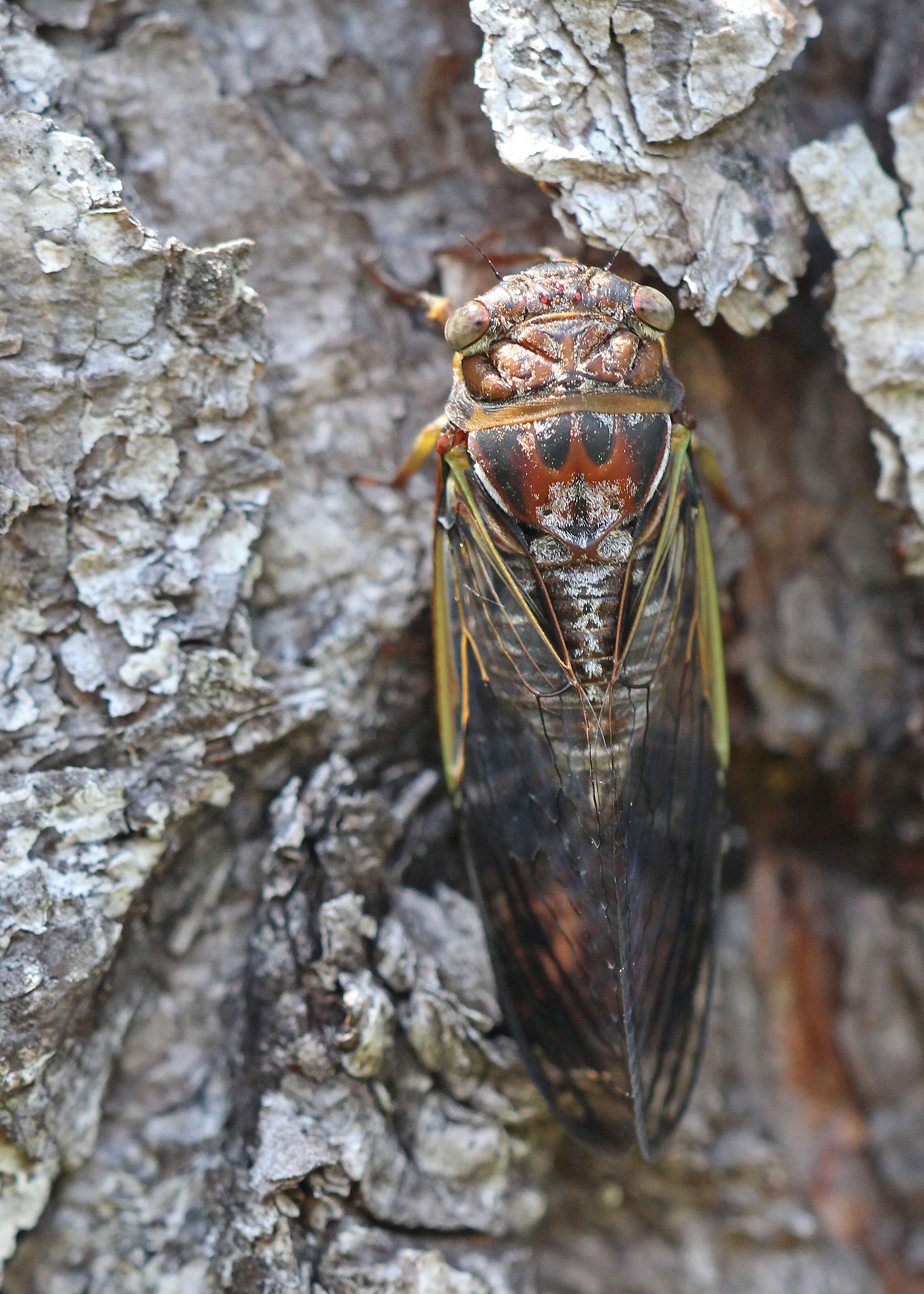 Image of Diceroprocta olympusa (Walker & F. 1850)