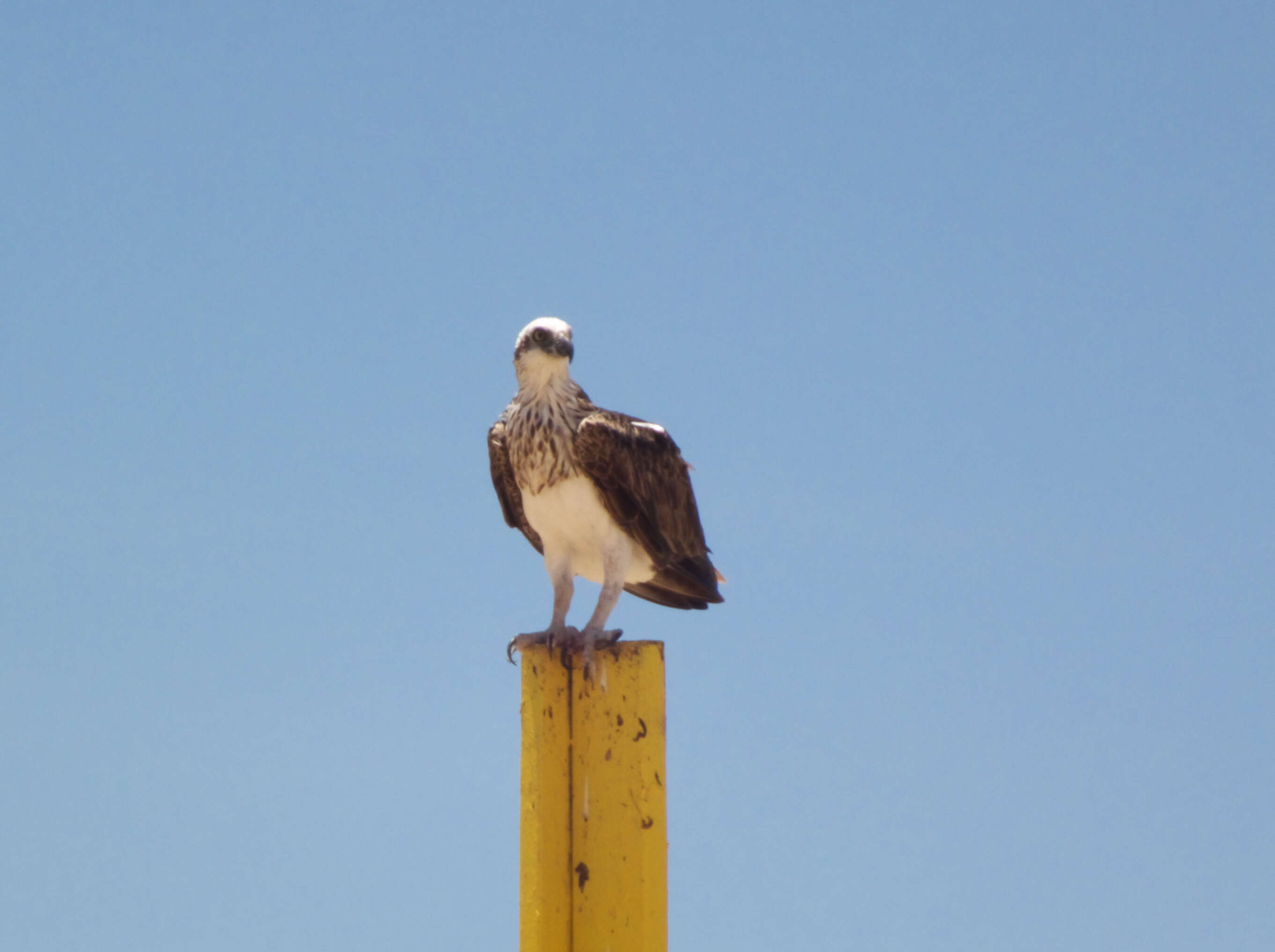 Image of ospreys