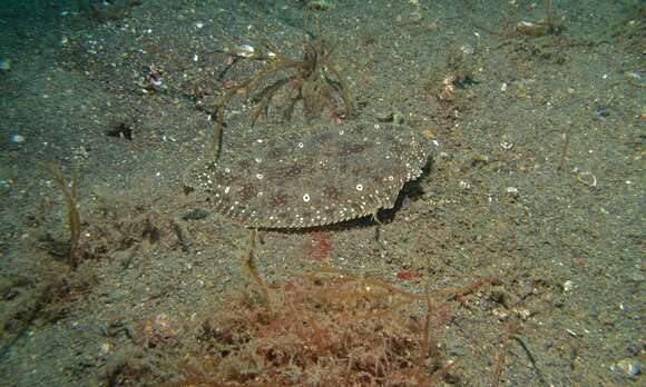 Image of Peacock sole