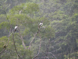 Image of Fork-tailed Flycatcher