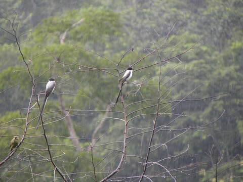 Image of Fork-tailed Flycatcher