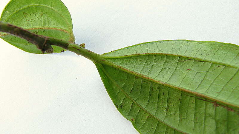 Image of Miconia jucunda (DC.) Triana