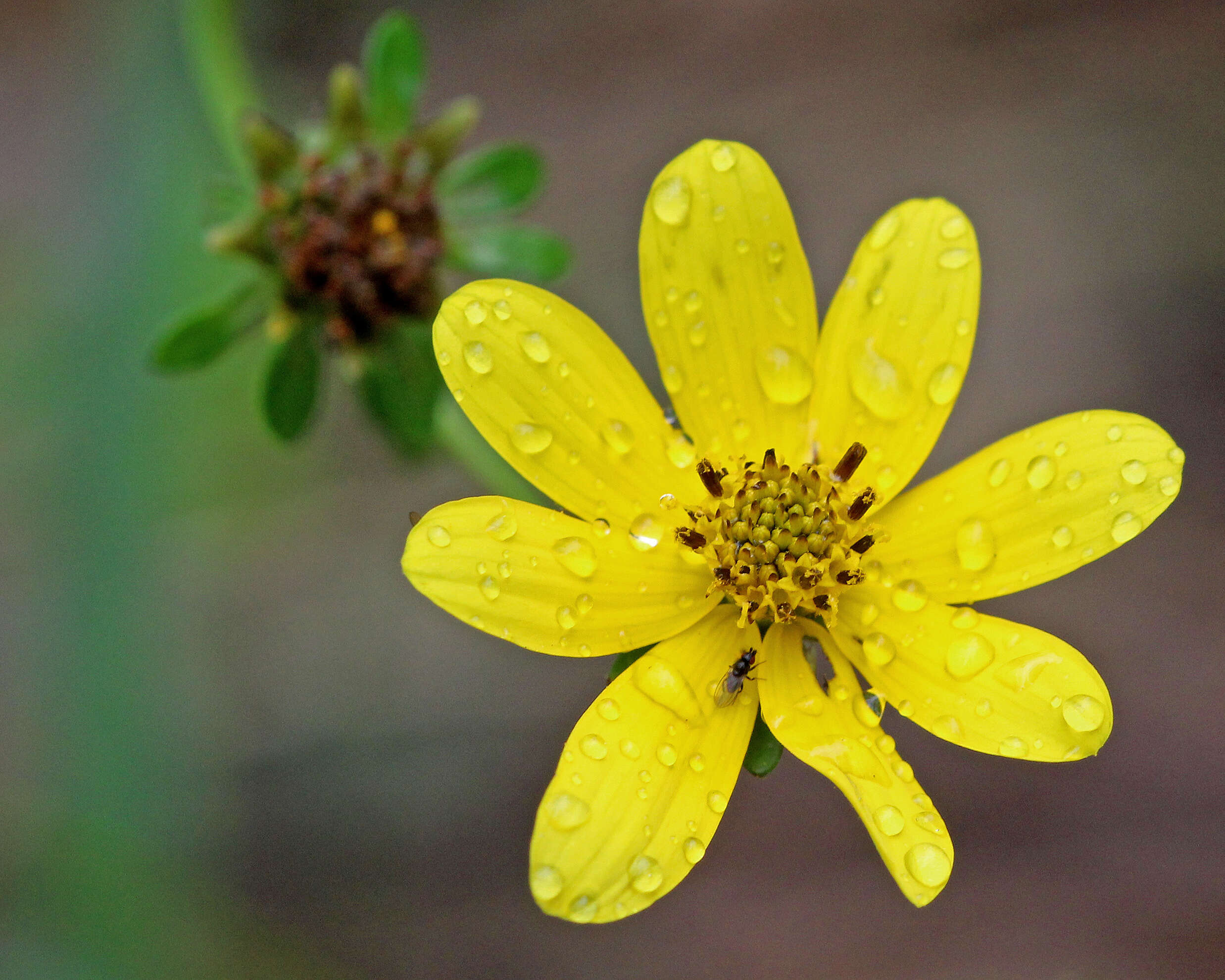 Image of Small-Fruit Beggarticks