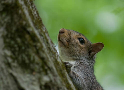 Image of Palearctic Tree Squirrels