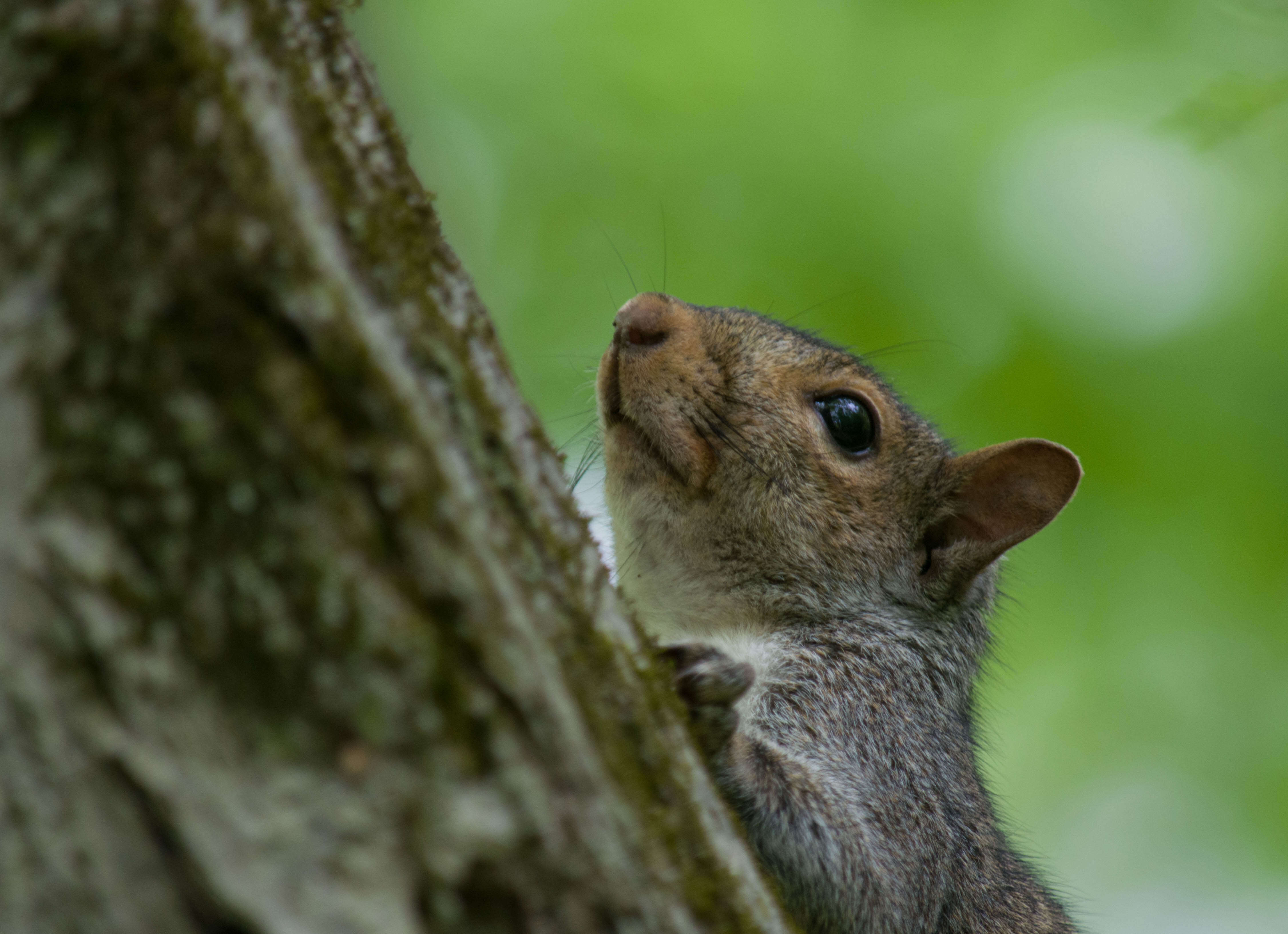 Image of Sciurus subgen. Sciurus Linnaeus 1758