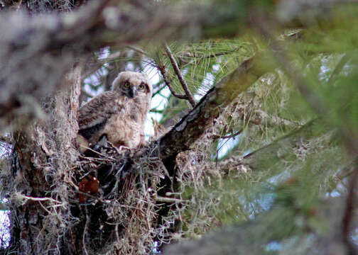 Image of Great Horned Owl