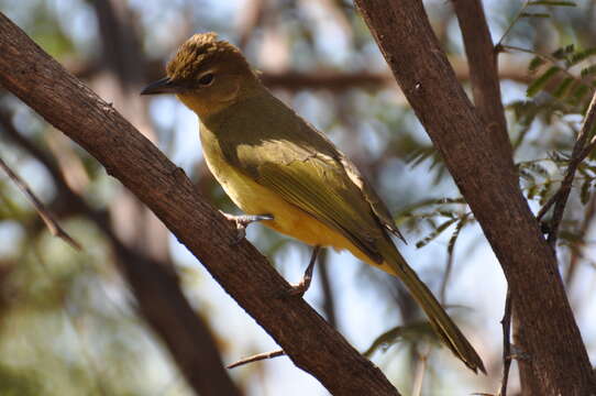 Image of Yellow-bellied Greenbul