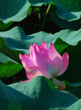 Image of lotus