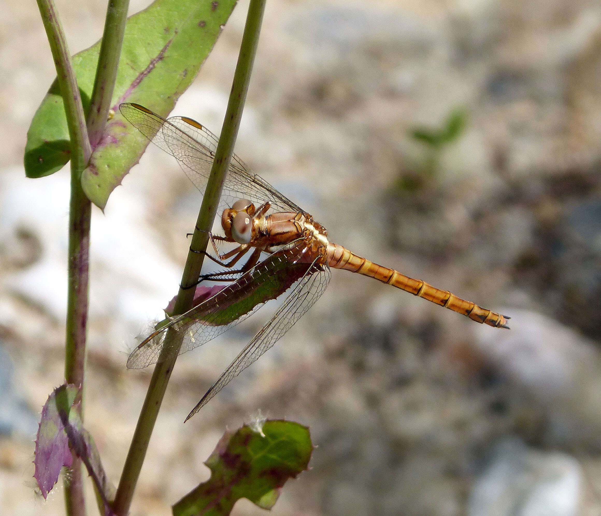 Image of Skimmers (Dragonflies)