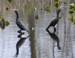 Image of Double-crested Cormorant