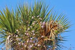 Image of climbing aster