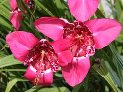 Image of Mexican Shellflower