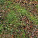 Image of Equisetum telmateia subsp. telmateia