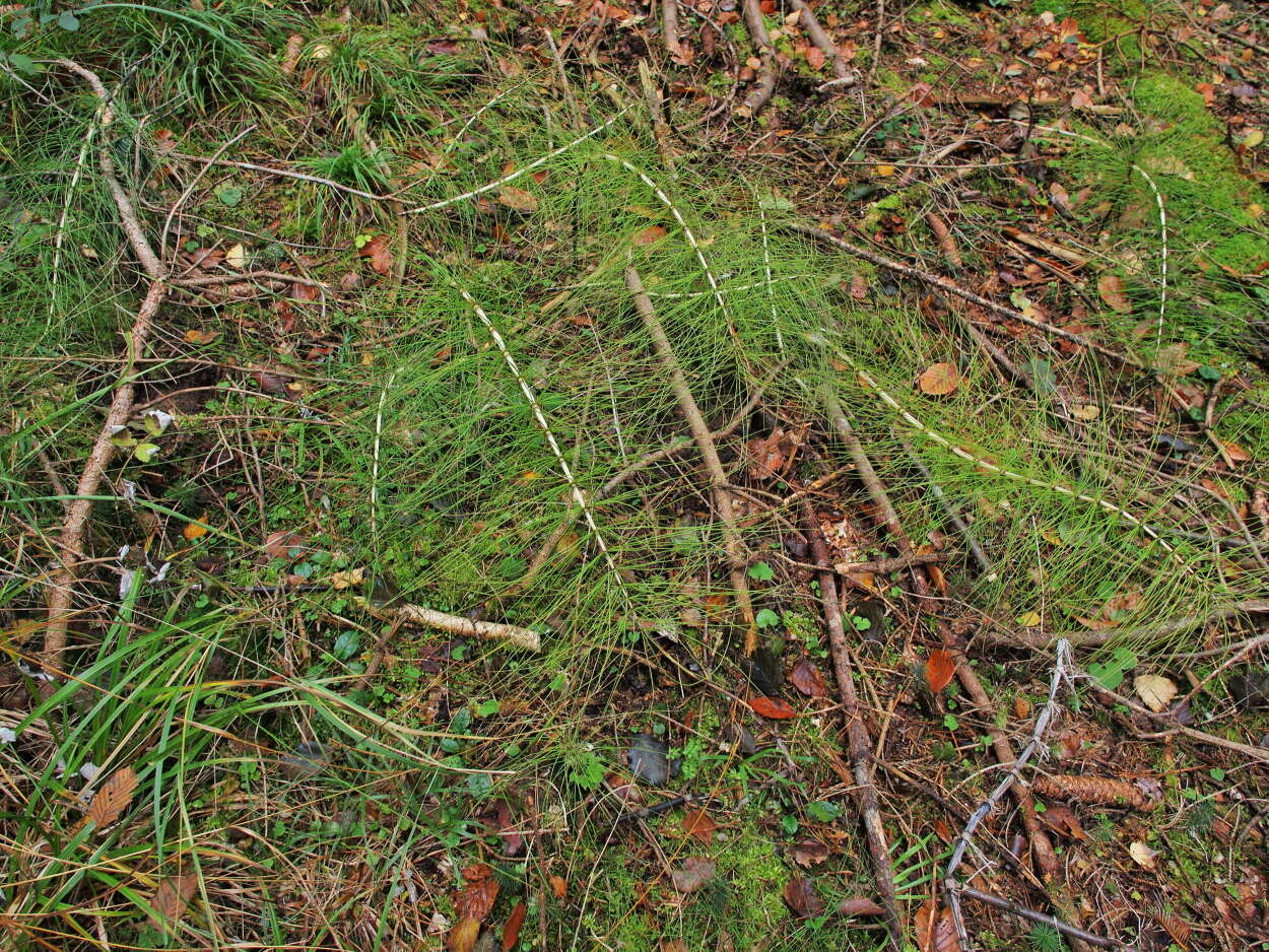 Image of Equisetum telmateia subsp. telmateia