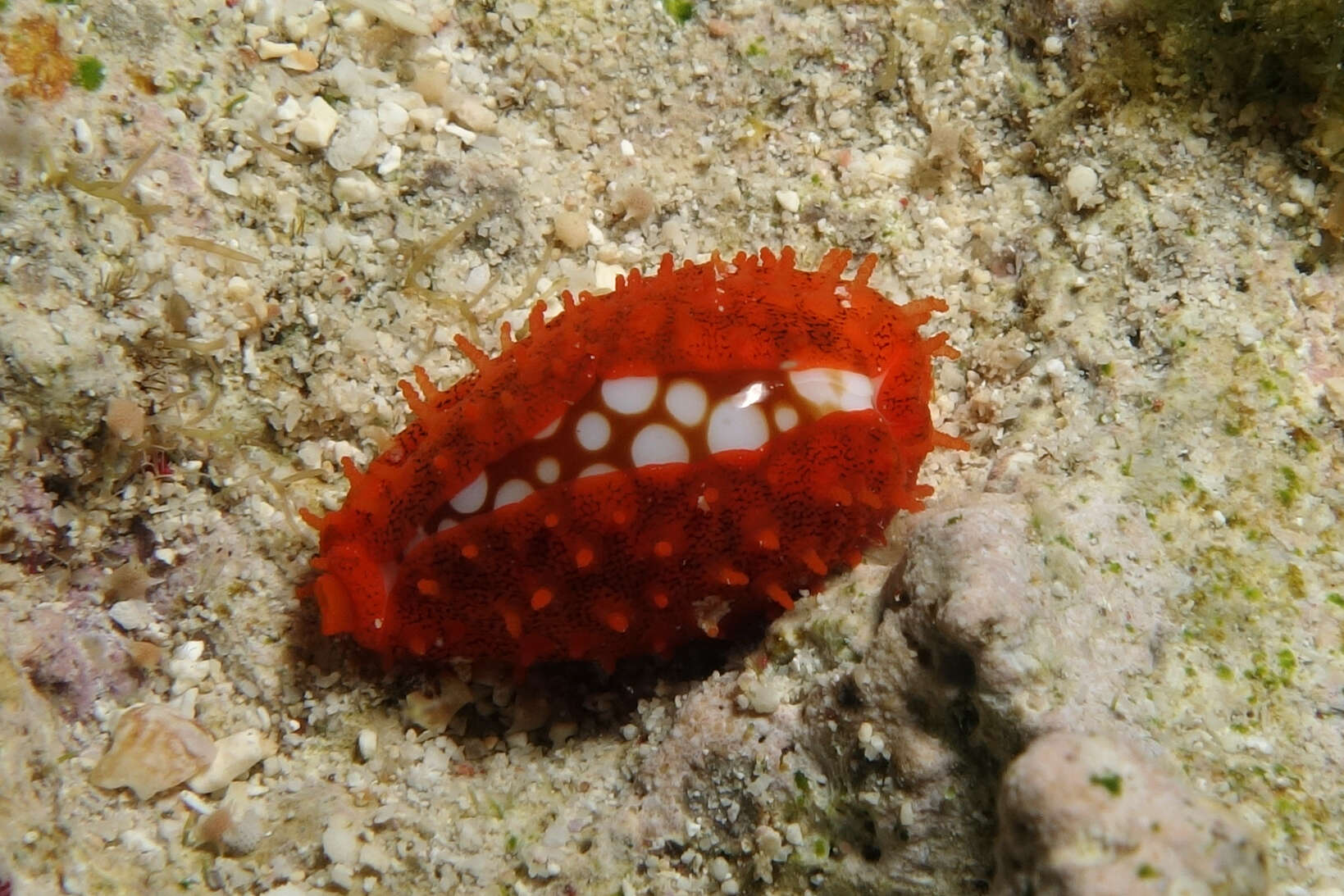 Image of sieve cowrie