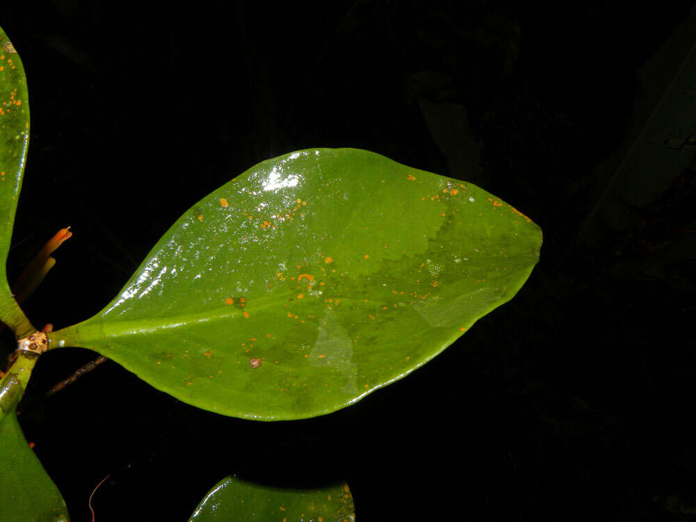 Image of Psittacanthus corynocephalus Eichl.