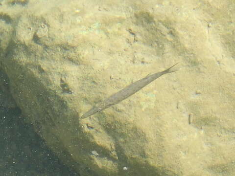 Image of barracudas