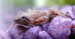 Image of African dwarf frog