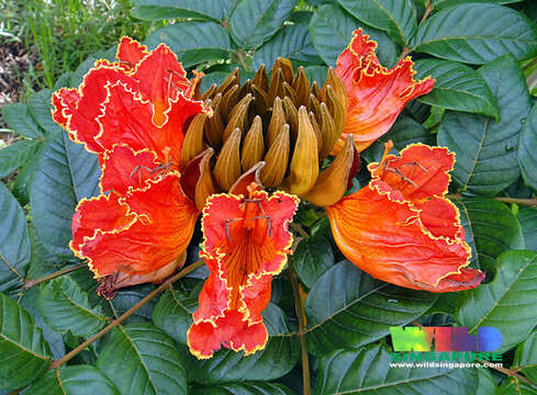 Image of African tulip tree