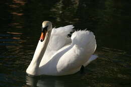 Image of Swan