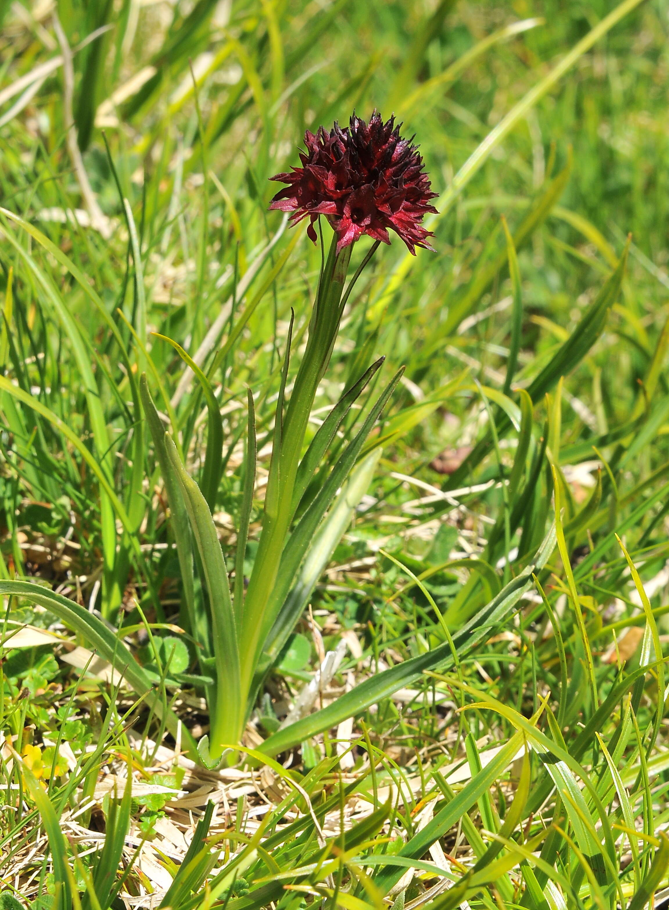 Image of Gymnadenia austriaca (Teppner & E. Klein) P. Delforge