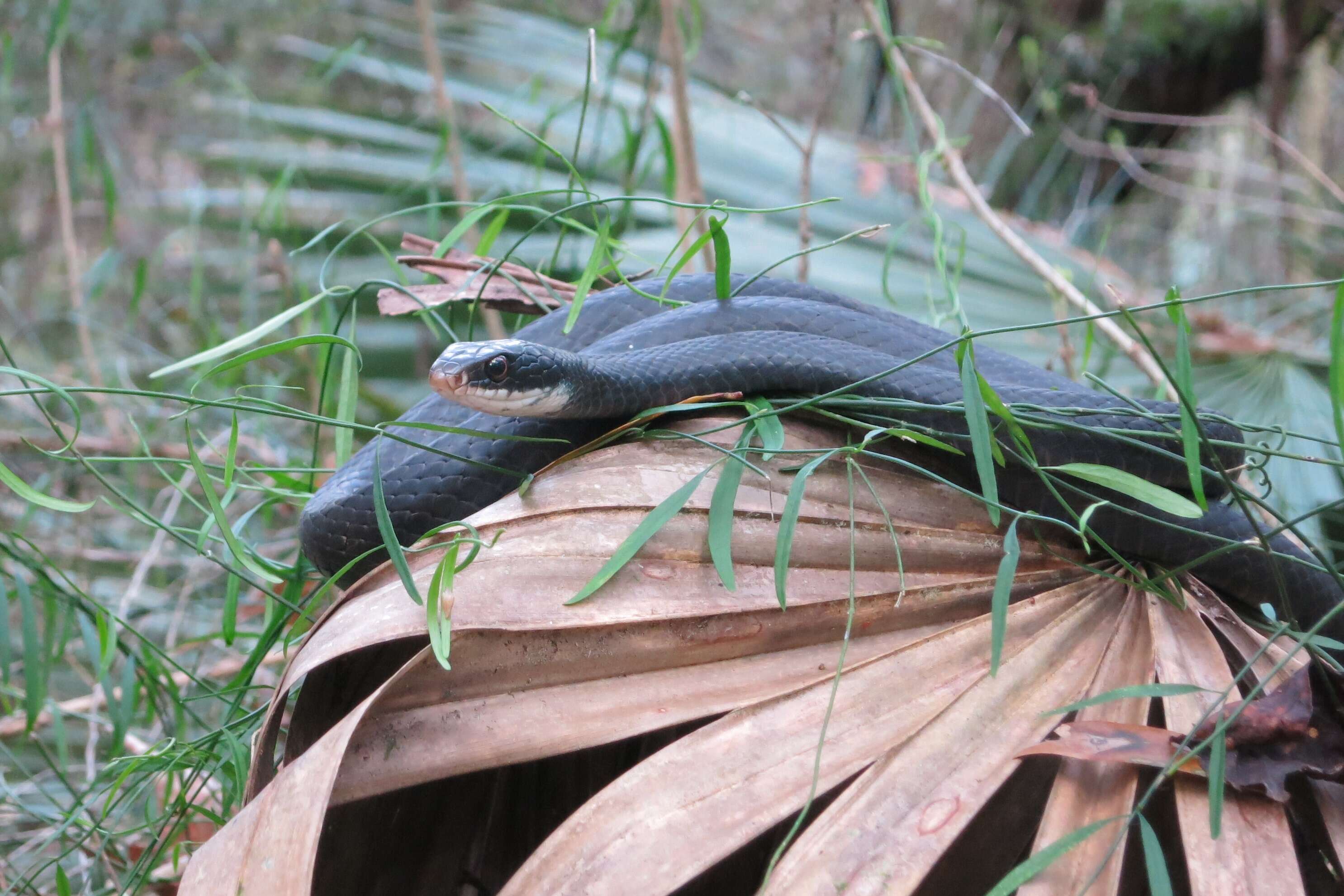 Image of Eastern Racer